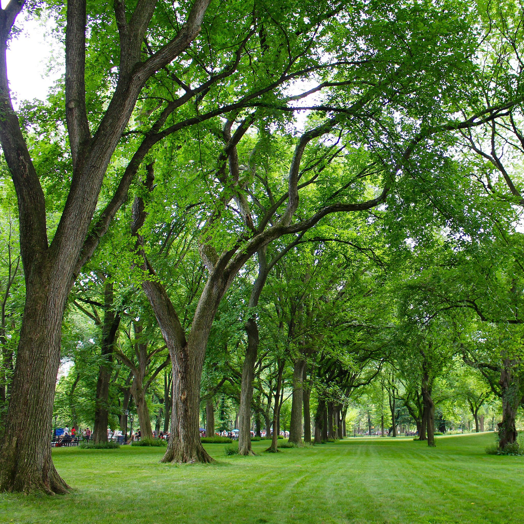 Central Park New York Trees
