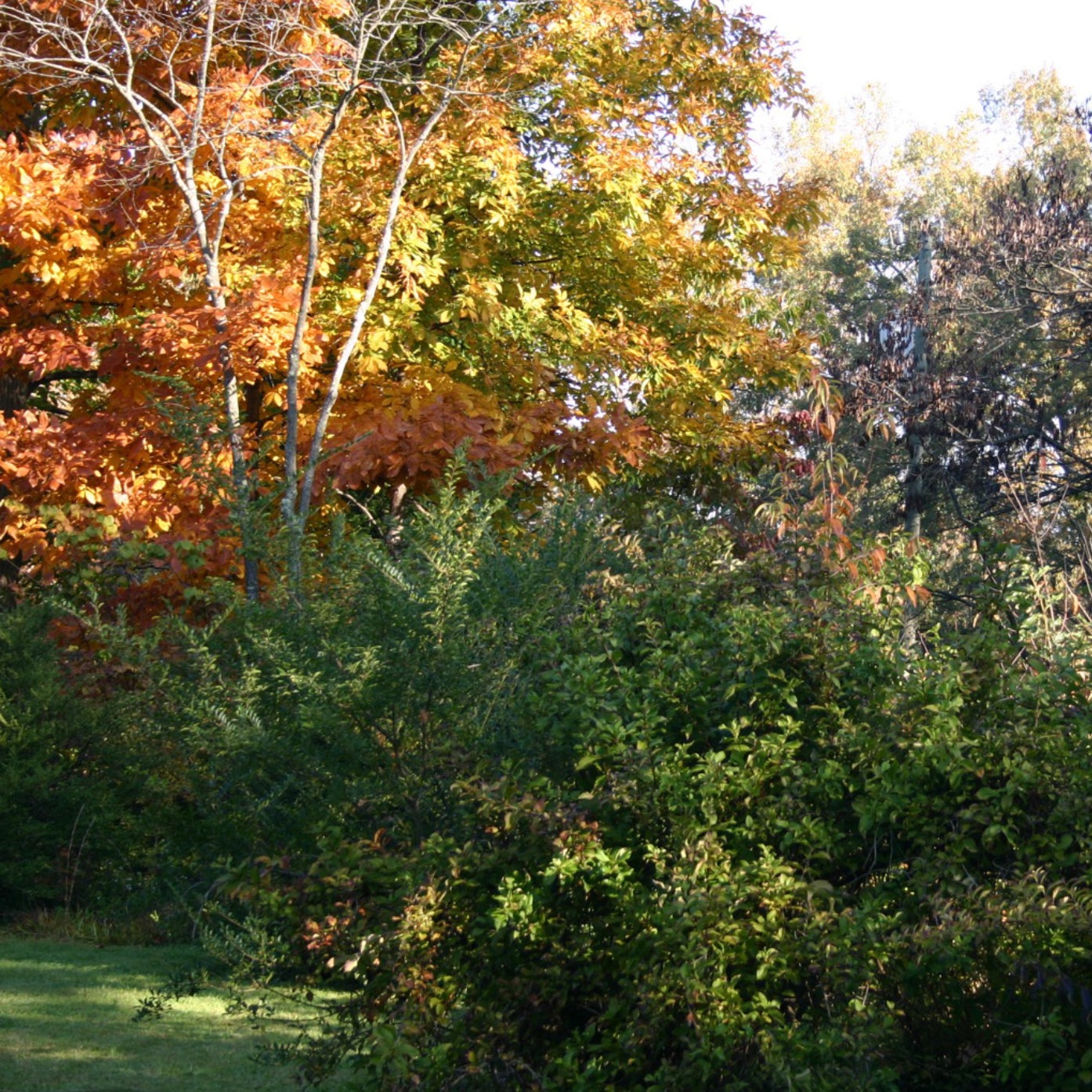 Dense patch of trees in autumnal colors 