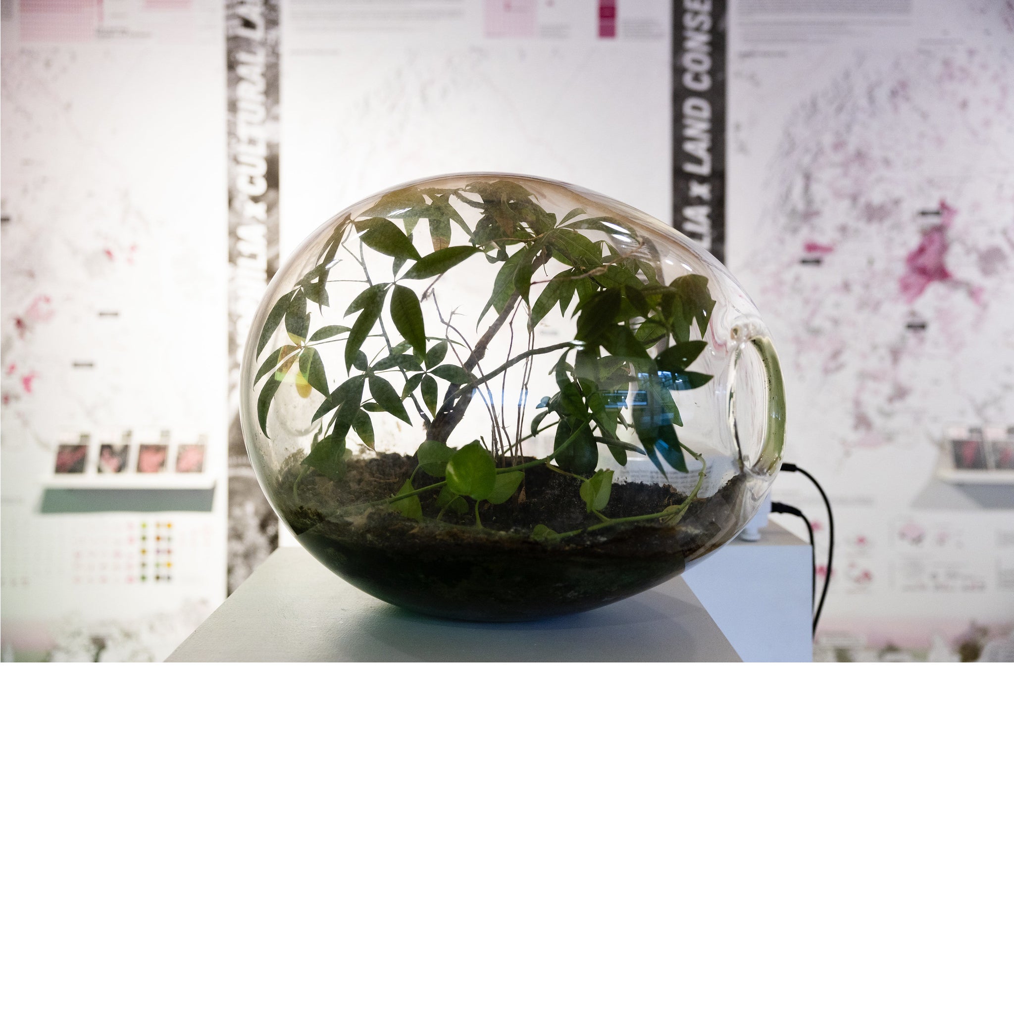 Glass terrarium shaped like an egg contains dirt and plants.