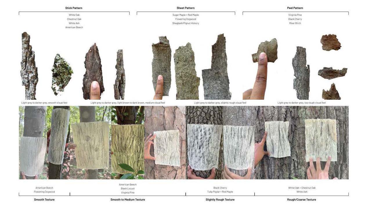 Project by Madhura Vaze cataloging tree bark