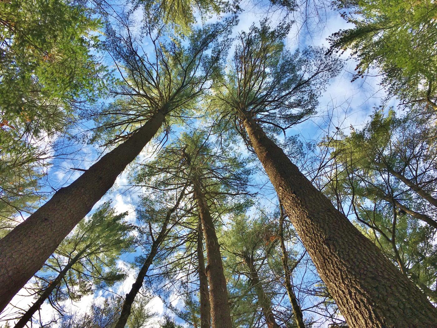 Belden Forest, Simsbury, CT