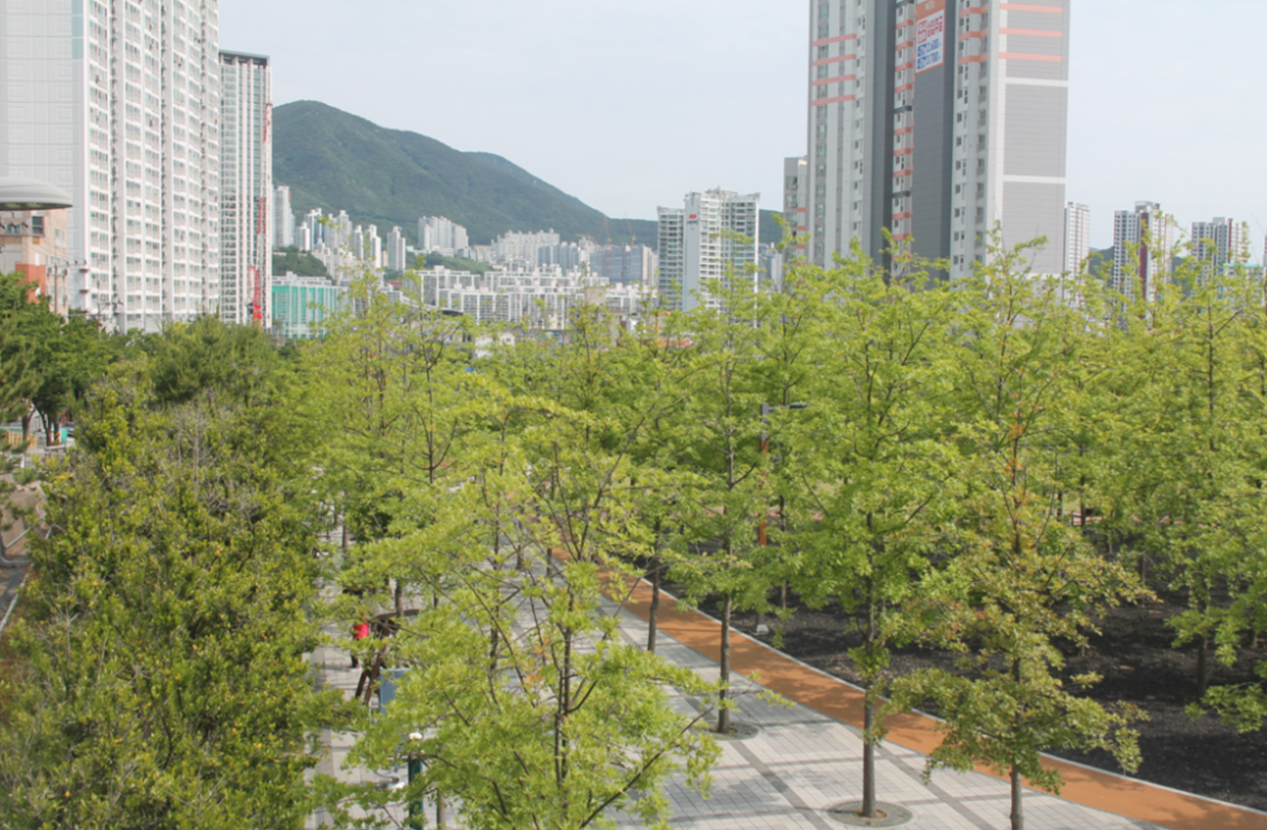 Persimmon Park in Busan South Korea Photo by Tim Beatley