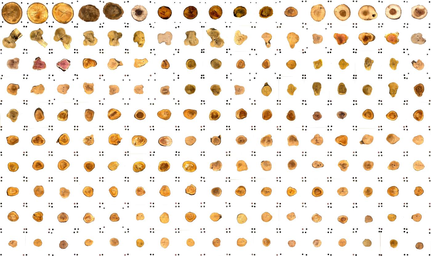Before Building Tangential Timber By MacDonald and Schumann iterative cuts of wood pieces