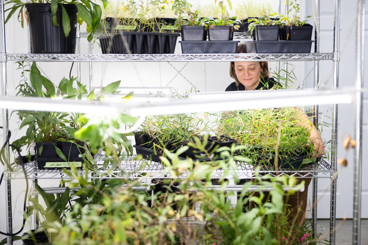 NIL Harris Street Grow Room