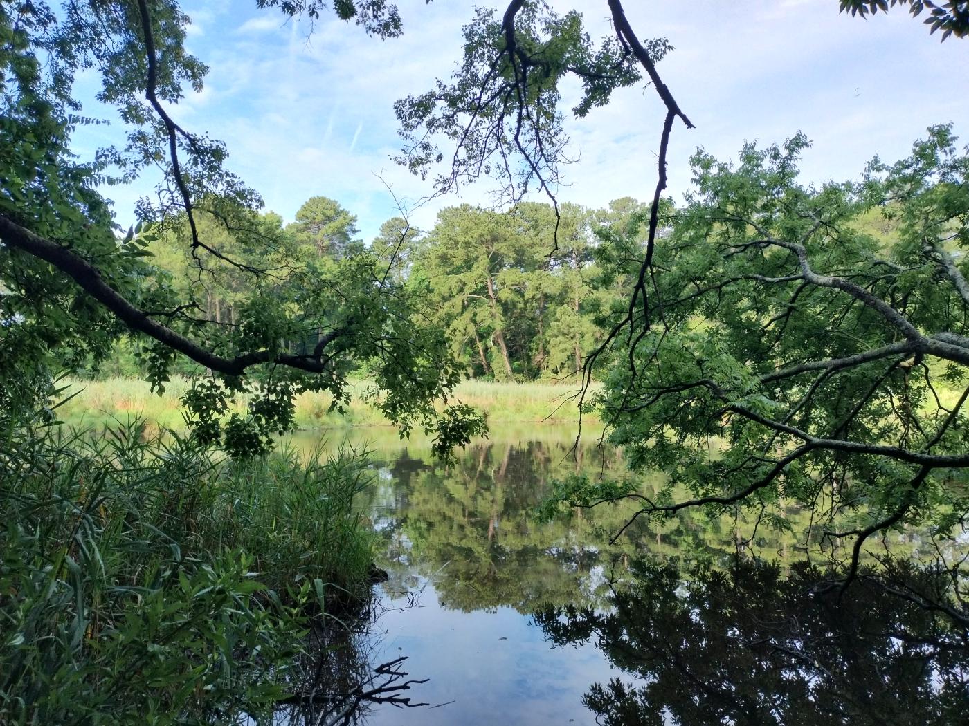 Marshes near Mason Creek, Norfolk, VA, 2024