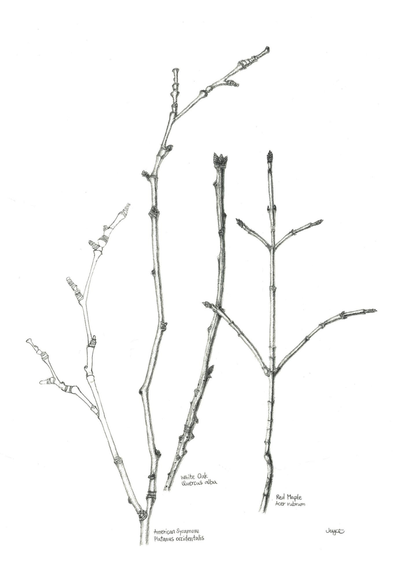 Twigs by Joyce Fong in Pencil