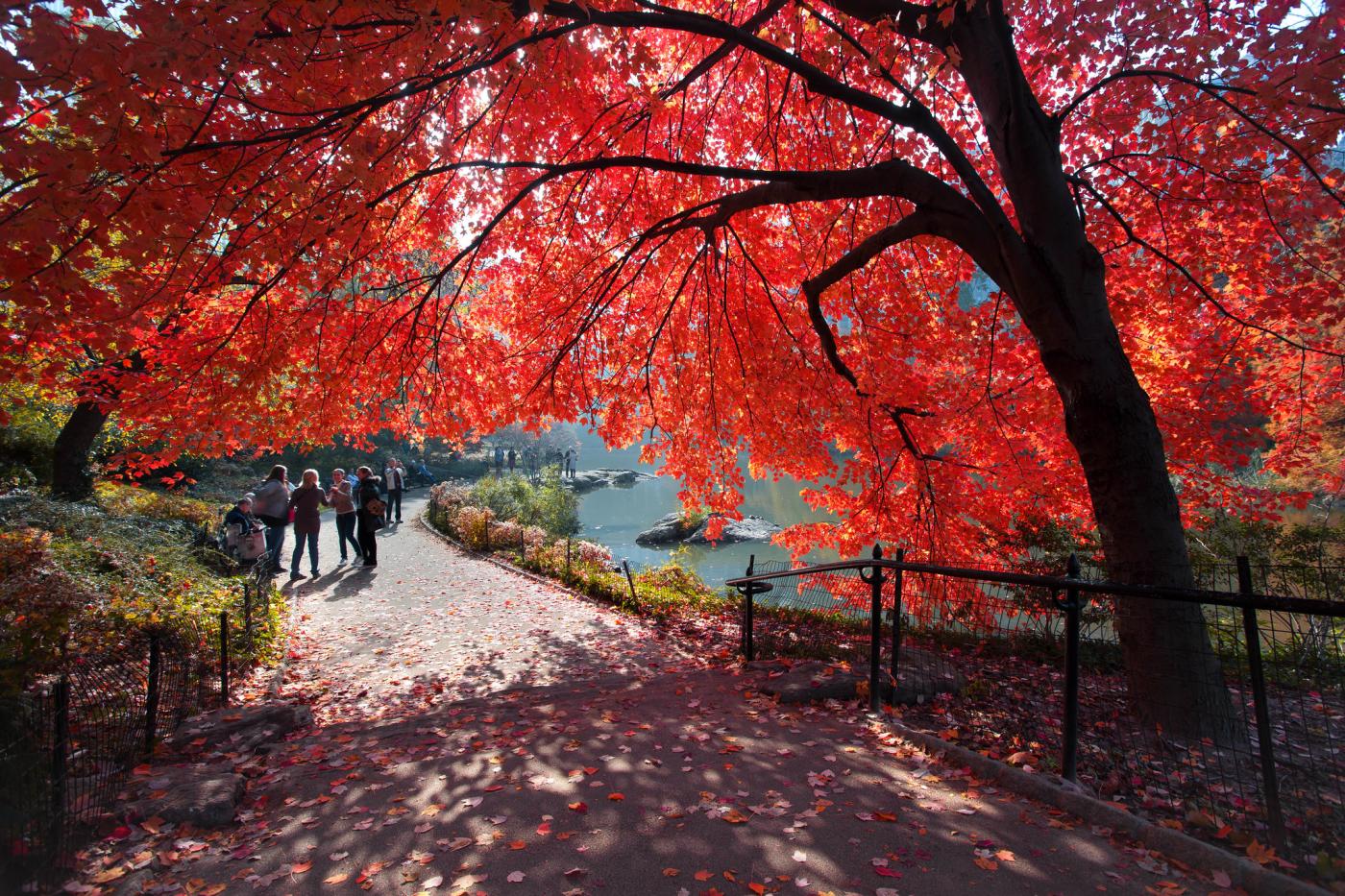 Central Park Trees